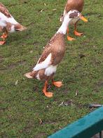 Indische loopeend reebont, Geslacht onbekend, Eend