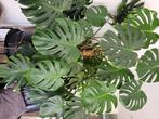 Plant Mostero, Vaste plant, Bloeit niet, Halfschaduw, Ophalen