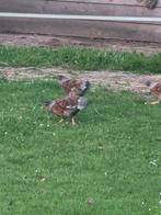 Wyandotte Hanen (volgens mij gezoomd), Dieren en Toebehoren, Pluimvee, Mannelijk, Kip