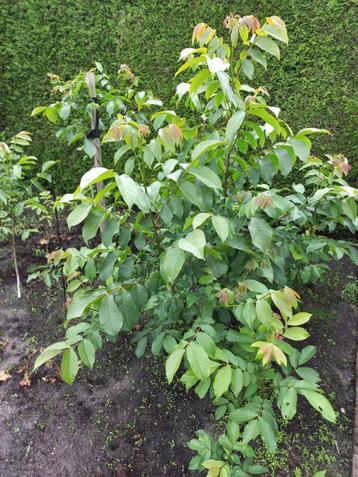walnotenboompjes (Juglans regia) diverse lengtes beschikbaar voor biedingen