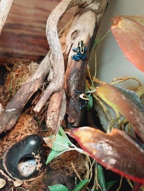 kikkers, Dieren en Toebehoren, Reptielen en Amfibieën, Amfibie, 0 tot 2 jaar