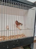 Bastaardputter., Dieren en Toebehoren, Vogels | Overige Vogels