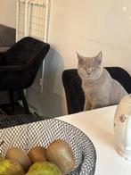 Britse korthaar kitten met stamboom, Dieren en Toebehoren, Katten en Kittens | Raskatten | Korthaar, Kater, Met stamboom, 0 tot 2 jaar