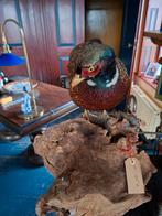 fazant, Ophalen, Gebruikt, Wild dier, Opgezet dier