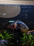 Oscar cichlide groot, Dieren en Toebehoren, Vis, Zoetwatervis