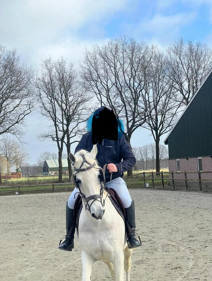 3990 euro! met concourkar en  tuigpaard!(vader Victory  ), Dieren en Toebehoren, Paarden, Merrie, Zadelmak, 160 tot 165 cm, 11 jaar of ouder