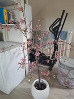 Roze bloesemboom in pot, Ophalen of Verzenden, Zo goed als nieuw
