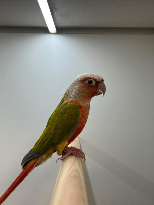 Pyrrhura Molinea, Cinnamon Opaline kans Dilute - Man + DNA, Dieren en Toebehoren, Vogels | Parkieten en Papegaaien, Parkiet, Mannelijk