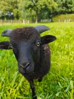 Ouessant ram ., Dieren en Toebehoren, Mannelijk, Schaap, 0 tot 2 jaar