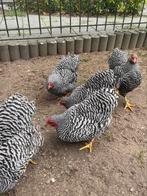 Wyandotte kriel hennen gestreept, Dieren en Toebehoren, Pluimvee, Vrouwelijk, Kip