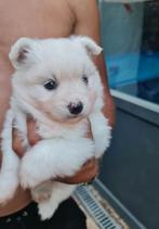 Pomsky pup reutje, Dieren en Toebehoren, 8 tot 15 weken, Eén hond, Nederland, Particulier