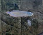 Zilver Arowana  Wildvang met rode staart, Vis, Zoetwatervis