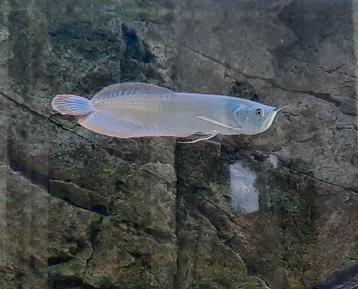 Zilver Arowana  Wildvang met rode staart beschikbaar voor biedingen