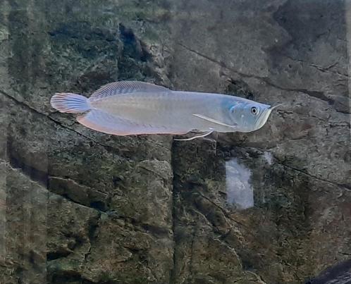 Zilver Arowana  Wildvang met rode staart, Dieren en Toebehoren, Vissen | Aquariumvissen, Zoetwatervis, Vis