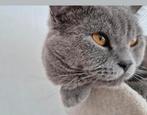 Britse korthaar kater BESCHIKBAAR (kittens gereserveerd), Dieren en Toebehoren, Katten en Kittens | Raskatten | Korthaar, Kater
