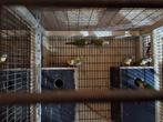 Te koop 6 koppels bewezen  pyrrhura's, Dieren en Toebehoren, Vogels | Parkieten en Papegaaien, Meerdere dieren, Parkiet, Geringd
