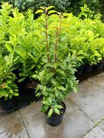 Portugese Laurier - Prunus Angustifolia- 5 ltr pot, Halfschaduw, Overige soorten, Minder dan 100 cm, Ophalen