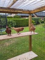 Postduiven duiven jong, Dieren en Toebehoren, Vogels | Duiven, Meerdere dieren, Postduif