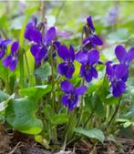 Viola odorata -maarts viooltje vaste plant, Zomer, Bodembedekkers, Ophalen