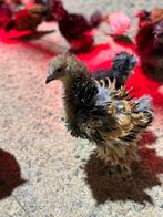 Brahma kuikens, Dieren en Toebehoren, Pluimvee, Geslacht onbekend, Kip