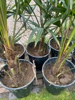 Palmbomen Trachycarpus Fortunei X Trachycarpus Wagnerianus., Zomer, Vaste plant, Ophalen of Verzenden, Overige soorten
