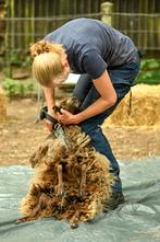 schapenvachten, Ophalen of Verzenden