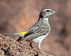 Crithagra albogularis (Serinus albogularis), Meerdere dieren, Tropenvogel, Geringd