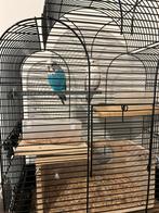 Grasparkieten koppel, Dieren en Toebehoren, Vogels | Hokken en Kooien, Ophalen of Verzenden