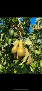 Oude Perenboom conference, Ophalen of Verzenden, Halfschaduw, Lente