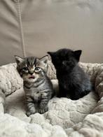 Britse korthaar kittens geboren op 31-08-2025 !!LAATSTE 2!!, Dieren en Toebehoren, Katten en Kittens | Raskatten | Korthaar, Meerdere dieren