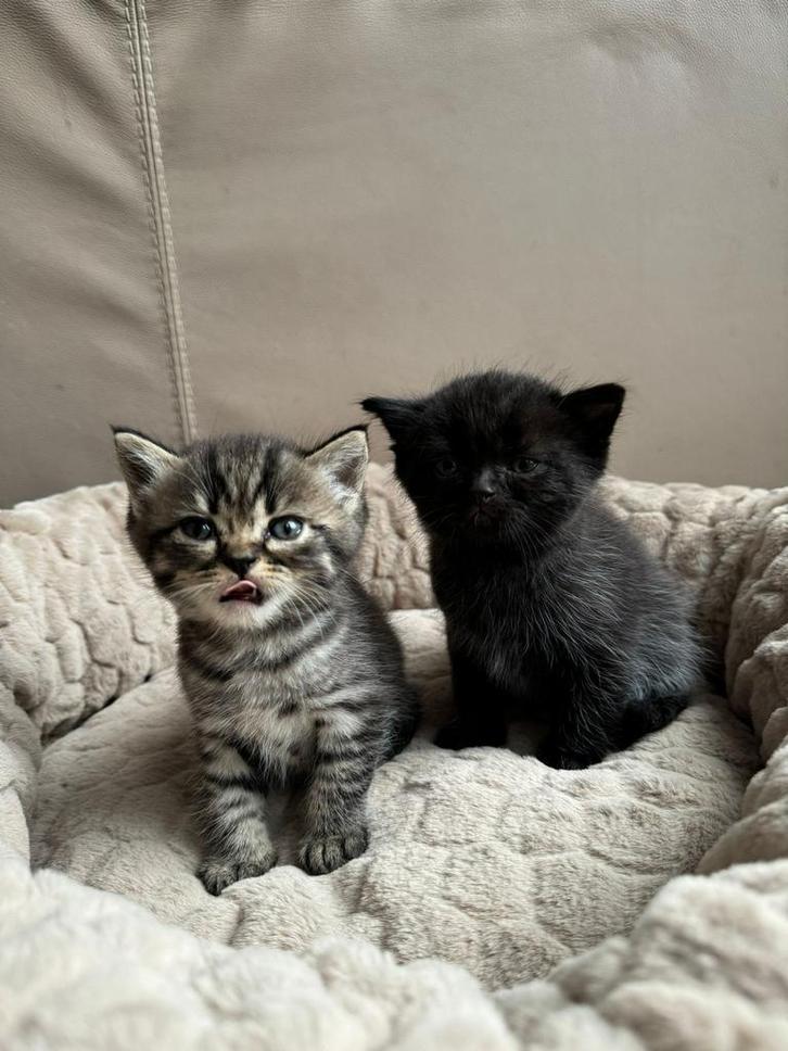 Britse korthaar kittens geboren op 31-08-2025 !!LAATSTE 2!!, Dieren en Toebehoren, Katten en Kittens | Raskatten | Korthaar, Meerdere dieren