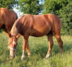 Prachtig kampioens jaarling hengst New Forest, Dieren en Toebehoren, Niet van toepassing, Springpony, 0 tot 2 jaar, Hengst