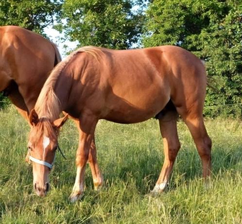 Prachtig kampioens jaarling hengst New Forest, Dieren en Toebehoren, Pony's, Hengst, Niet van toepassing, D pony (1.37m tot 1.48m)