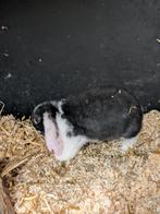 Franse hangoren, Dieren en Toebehoren, Konijnen, Meerdere dieren, Groot