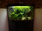 Juwel Trigon 190 met vele extra’s, Dieren en Toebehoren, Ophalen, Zo goed als nieuw, Gevuld zoetwateraquarium