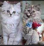 🩷 Lieve & prachtige langharige kittens 🩷, Dieren en Toebehoren, Katten en Kittens | Raskatten | Langhaar, Poes, Ontwormd, 0 tot 2 jaar