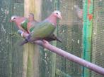 Jonge groenvleugel duiven, Meerdere dieren, Postduif
