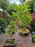 Bonsai wisteria, Tuin en Terras, Ophalen, Volle zon, Overige soorten, Minder dan 100 cm