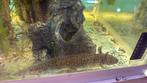 Te koop 2 axelotl, Dieren en Toebehoren, Reptielen en Amfibieën, Amfibie