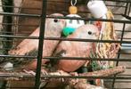 Prachtig piep jong koppel Bourke parkieten net zelfstandig, Dieren en Toebehoren, Meerdere dieren, Dwergpapegaai of Agapornis