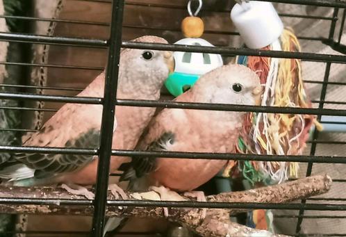 Prachtig piep jong koppel Bourke parkieten net zelfstandig, Dieren en Toebehoren, Vogels | Parkieten en Papegaaien, Dwergpapegaai of Agapornis