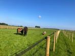 Te huur ruime paardenboxen, Dieren en Toebehoren, Stalling en Weidegang, Weidegang
