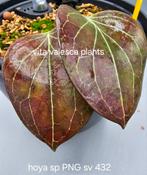 Hoya sp PNG sv 432  eerste foto is van de moederplant, Overige soorten, Minder dan 100 cm, Ophalen of Verzenden, Halfschaduw
