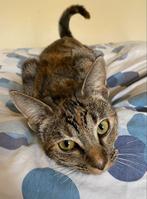 Toyger kruising koppel zoekt een liefdevol thuis!, Dieren en Toebehoren, Katten en Kittens | Overige Katten, Meerdere dieren, Kortharig