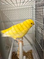 Kanarie man fluit goed mei 2024, Dieren en Toebehoren, Mannelijk, Parkiet
