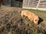 Lieve teckel pups teefje en reutje, België, Particulier, 8 tot 15 weken, Korthaar