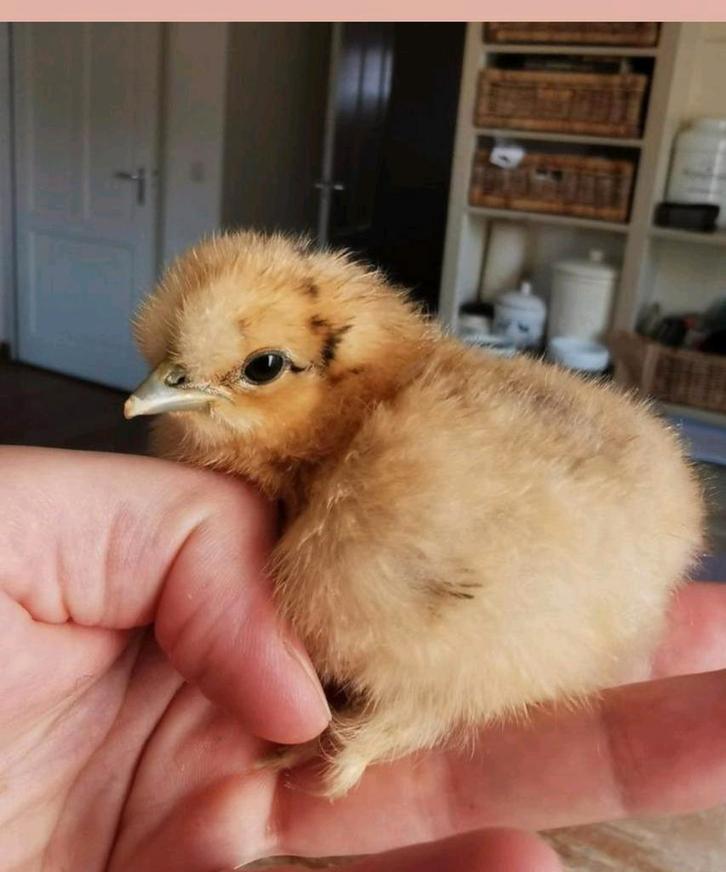Broedeieren Zijdehoen kriel, Dieren en Toebehoren, Pluimvee, Kip, Meerdere dieren