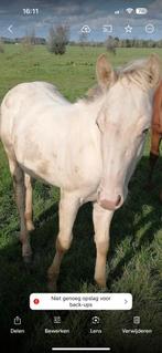Knappe Quarter horse jaarling hengst champagne, Dieren en Toebehoren, Minder dan 160 cm, Hengst, Westernpaard, Gechipt