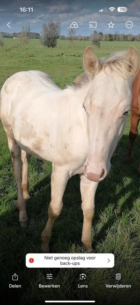 Knappe Quarter horse jaarling hengst champagne, Dieren en Toebehoren, Paarden, Hengst, Minder dan 160 cm, 0 tot 2 jaar, Westernpaard