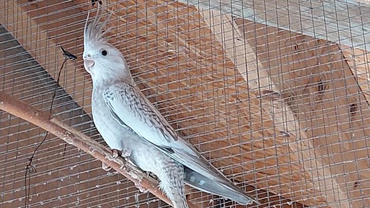 Valkparkiet koppel, Dieren en Toebehoren, Vogels | Parkieten en Papegaaien, Parkiet, Meerdere dieren, Geringd